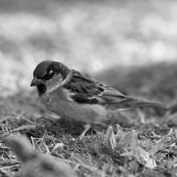 Meet your Posher, Callan - Picture 1 of 3